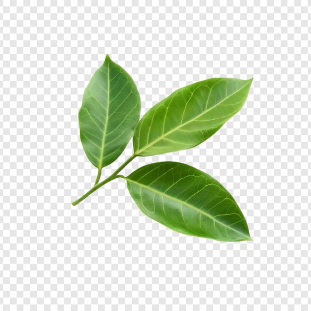 Levende groene bladeren Vierbladige klaver Natuur Frisheid Botanische schoonheid