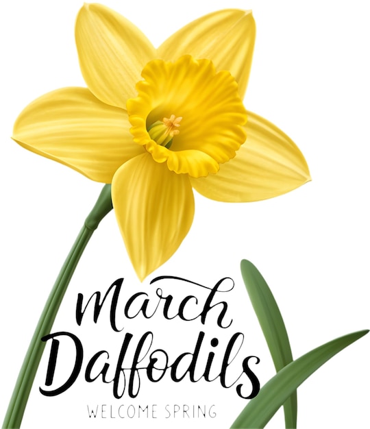 Levendig geel maart narcissus clipart roept de lente charme vernieuwing en geboorte bloem elegantie