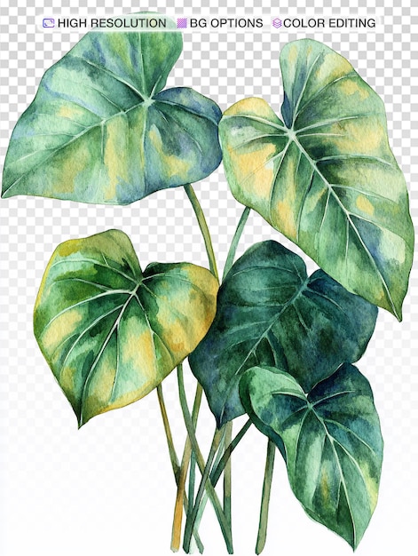 Levendige aquarelillustratie van Philodendron Gloriosum op witte achtergrond