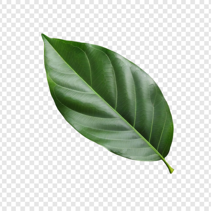 PSD levendige groene bladeren natuur weelderige bladeren botaniek lenteplant