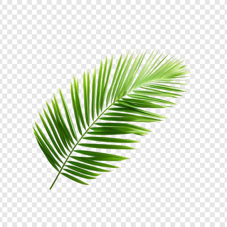 PSD levendige groene palmbladeren tropische bladeren geïsoleerde natuur botanica exotische planten zomervegetatie