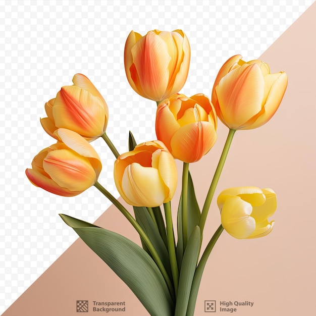 PSD levendige tulpen in oranje en geel bloeien tegen een transparante achtergrond en creëren een adembenemend zicht