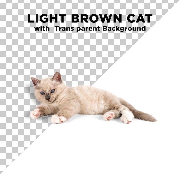 Licht bruine kat liggende foto psd met doorzichtige achtergrond