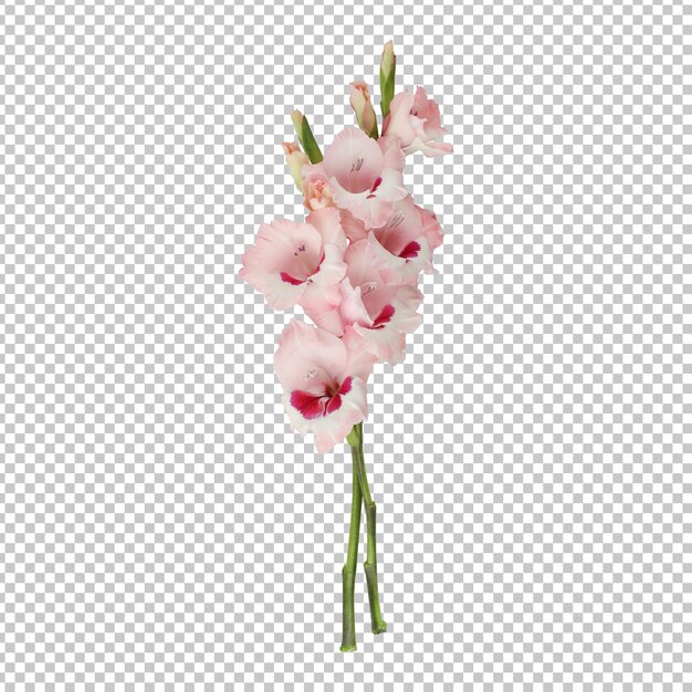 PSD light pink gladiolus flower stems isolated rendering