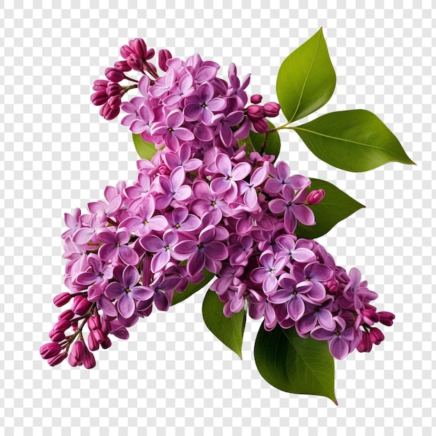 Lila bloem png geïsoleerd op doorzichtige achtergrond