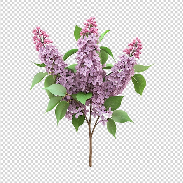 lila bloemen png