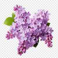 PSD lilac flower isolated on transparent background
