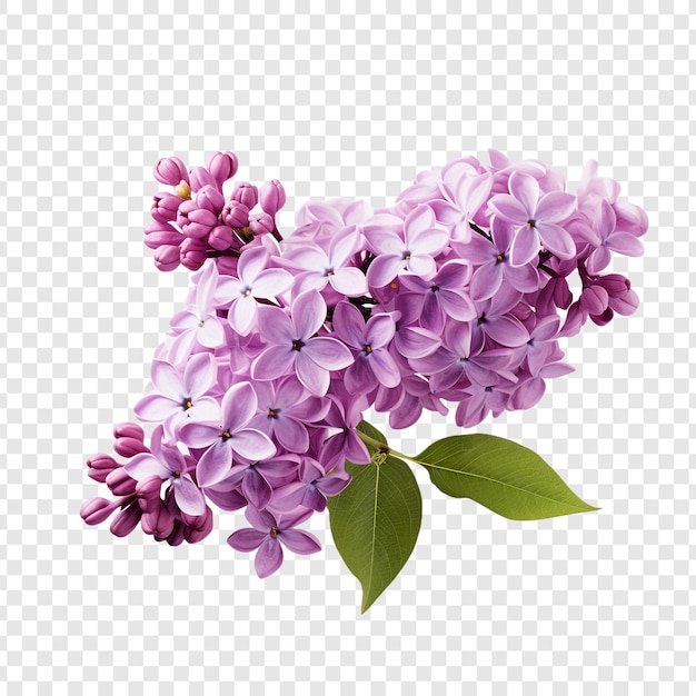 PSD lilac flower isolated on transparent background