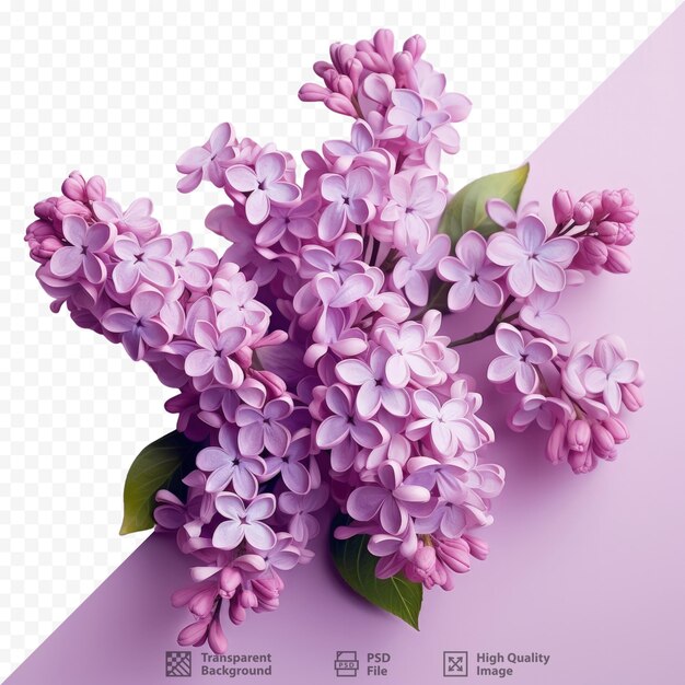 PSD カードの背景に透明な背景にリラックの花