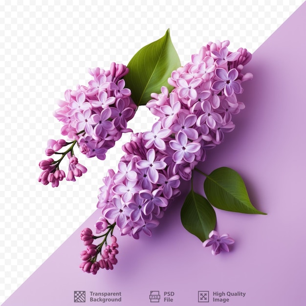 PSD lilac flowers on transparent background for a card background