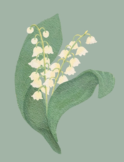 Lilia z doliny - delikatna ilustracja akwarelowa