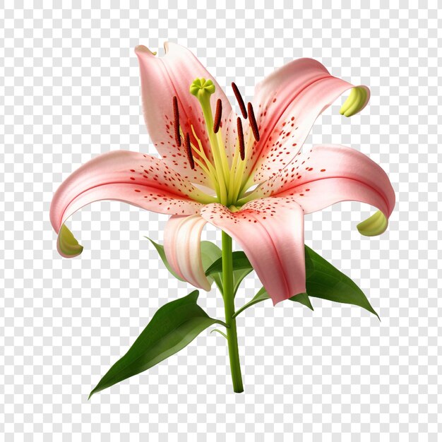 PSD lilium flower isolated on transparent background