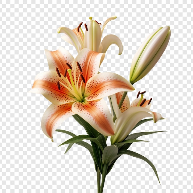 Lilium flower png isolated on transparent background