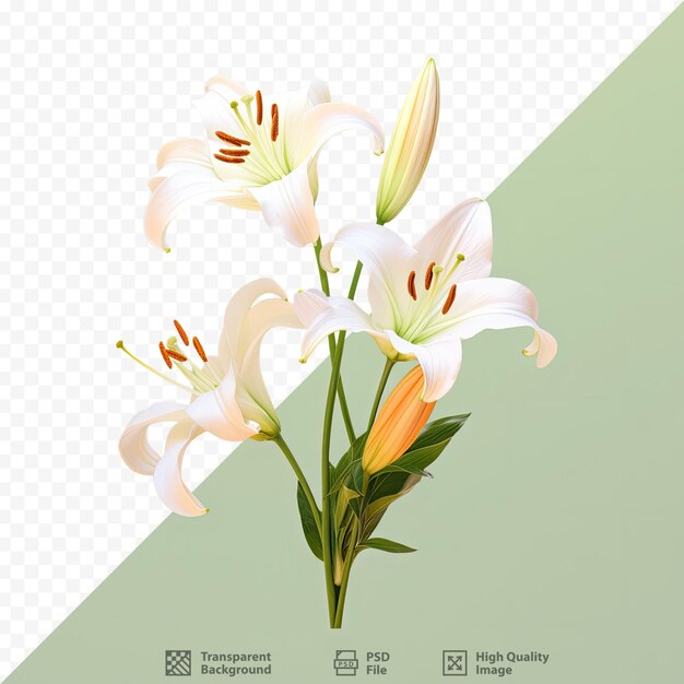 Lilium verwijst naar een groep bloeiende planten die uit bollen groeien