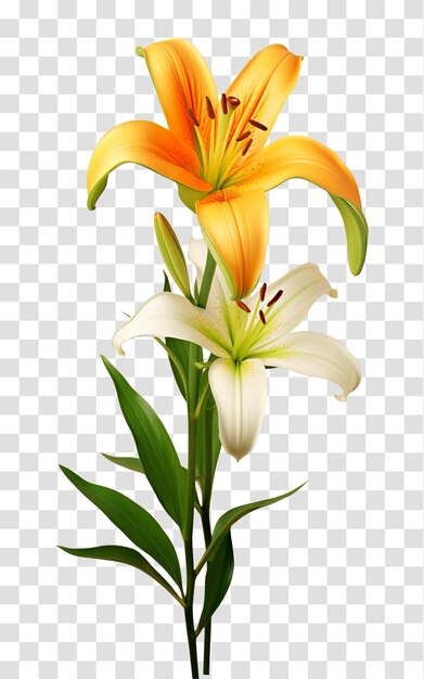 PSD lily flower isolated on transparent background png