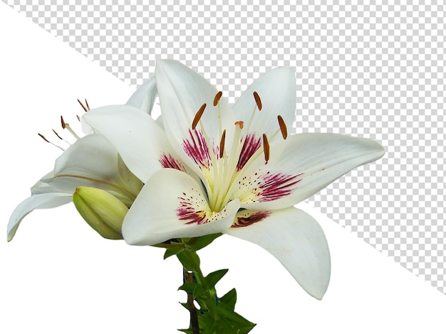 PSD ユリの花 png