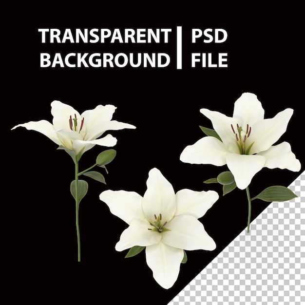 PSD 릴리 png