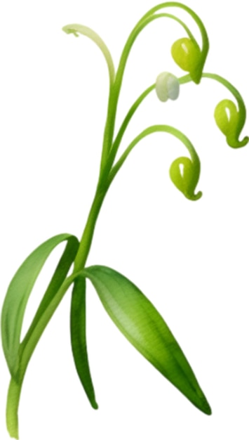 PSD lily of the valley clipart a cute lily of the valley flower icon