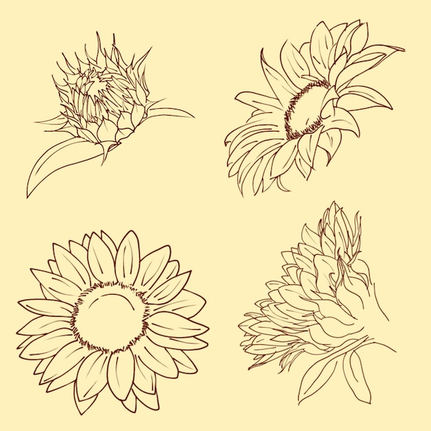 lineaer_sunflower_buds_blooming_on_a_yellow_background