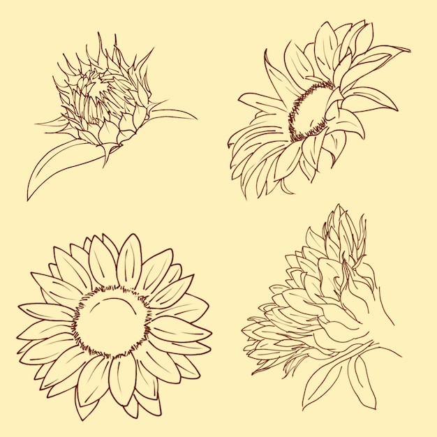 PSD lineaer_sunflower_buds_blooming_on_a_yellow_background