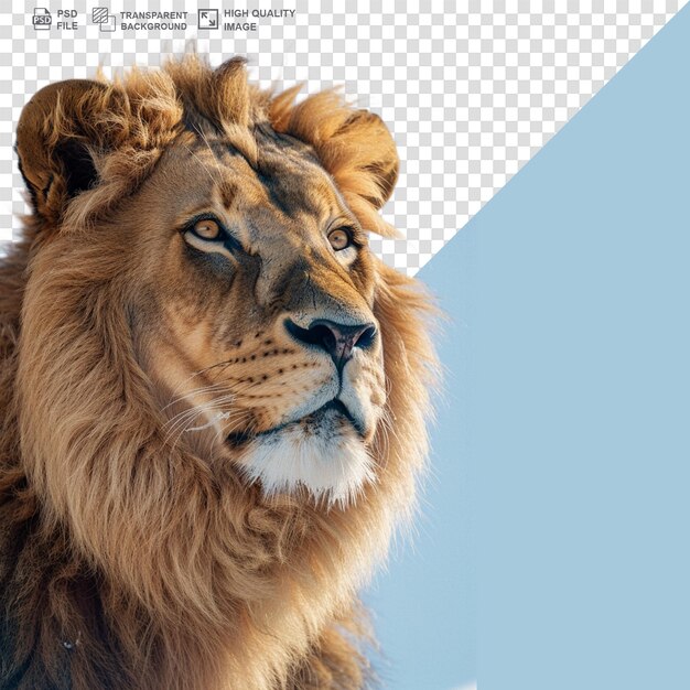 PSD a lion head with a white background