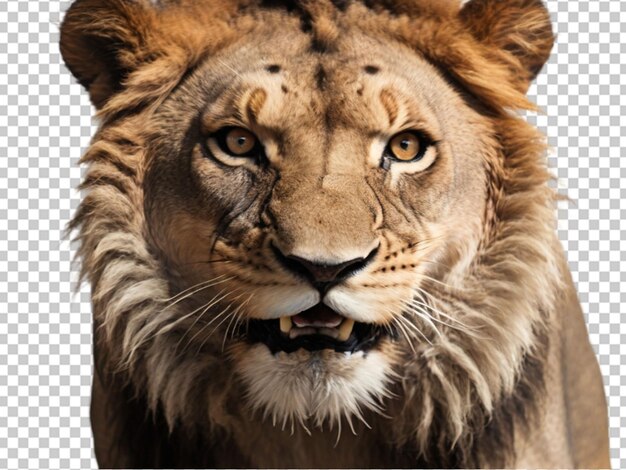 PSD lion39s face isolated png