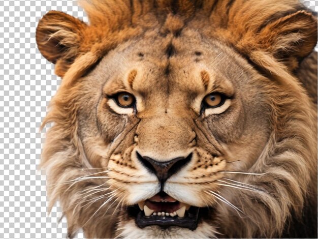 PSD lion39s face isolated png