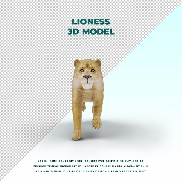 Lioness isolated