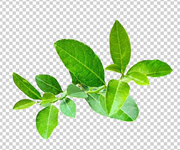PSD liść cytryny z zieloną gałęzią drzewa png kwiat różowy zielony natura roślina liście eko