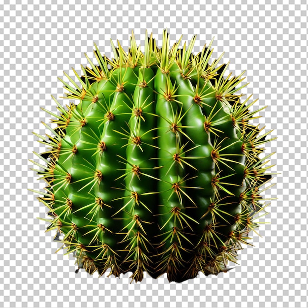 Liść kaktusa Opuntia Ficus Indica wyizolowany na białym