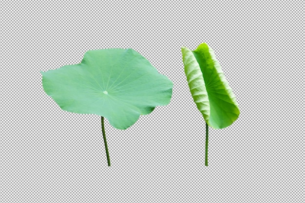 PSD liść lotosu