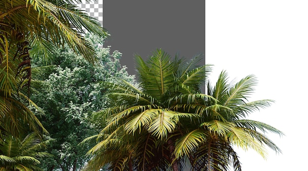 Liście drzew na przezroczystym tle renderowanie PNG 3D