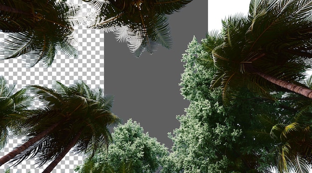 Liście drzew na przezroczystym tle renderowanie PNG 3D