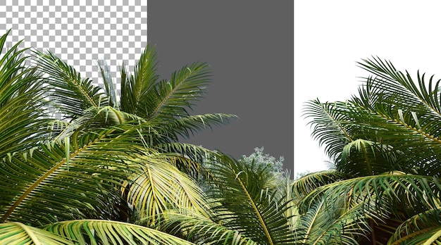Liście kokosowe na przezroczystym tle renderowanie PNG 3D
