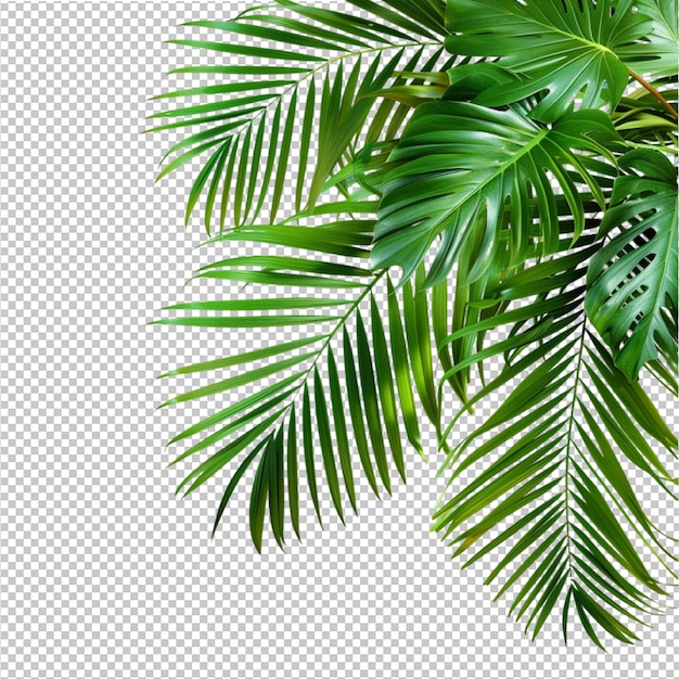 PSD liście kokosowe