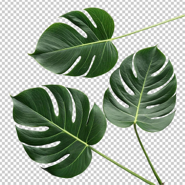 Liście Monstera