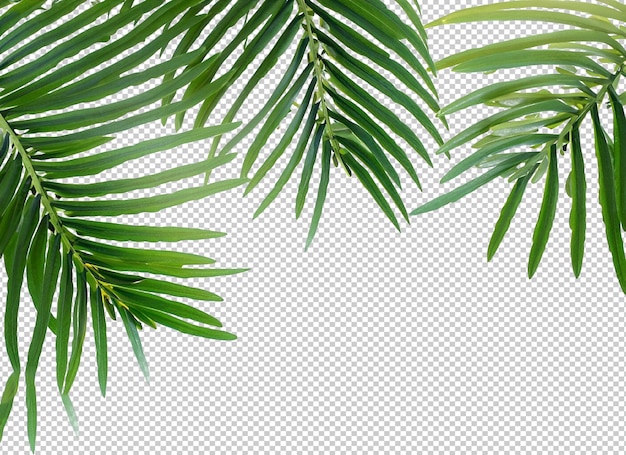 PSD liście palmy na warstwie alfa