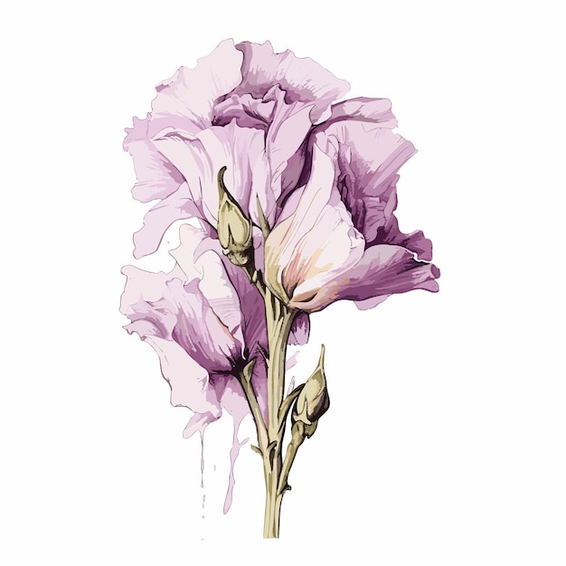 PSD lisianthus akwarela projekt koszulki grafika ilustracja akwarela png psd