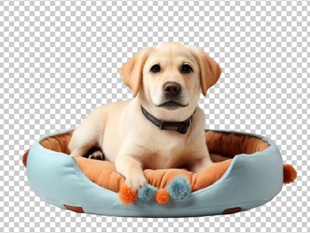 PSD little puppy png