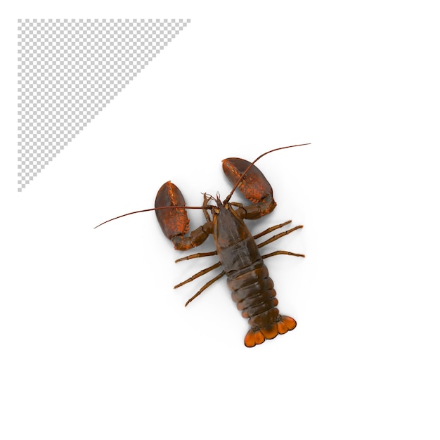 лобстер PNG