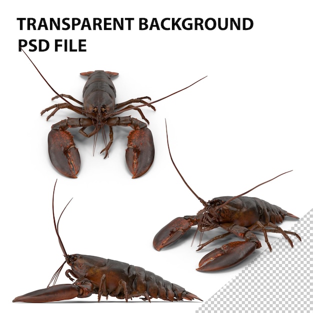 PSD lobster png