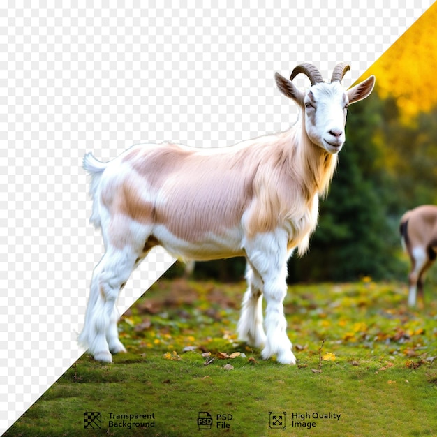 PSD lonely goat standing alone in a white isolated farm