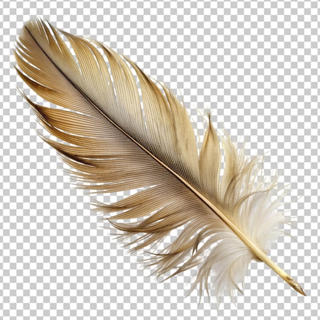 a long feather transparent background
