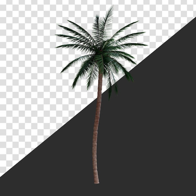 Long palm tree