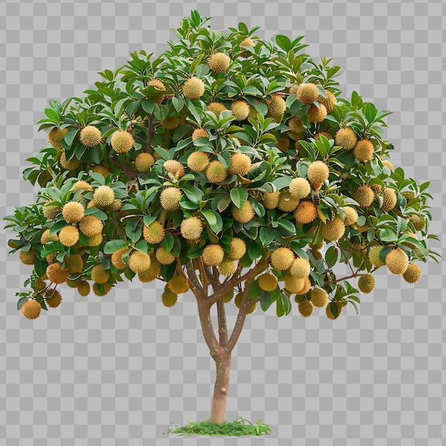 PSD albero longan con baldacchino rotondo denso albero di medie dimensioni scuro g isolato clipart png psd no bg