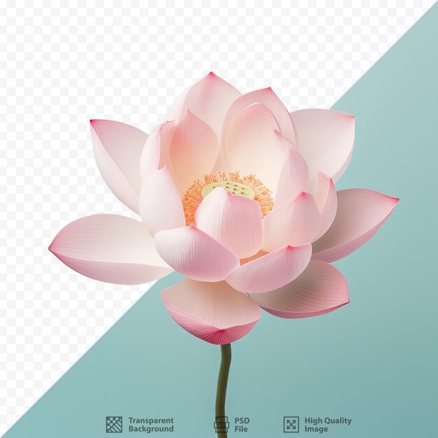 PSD lotus flower close up