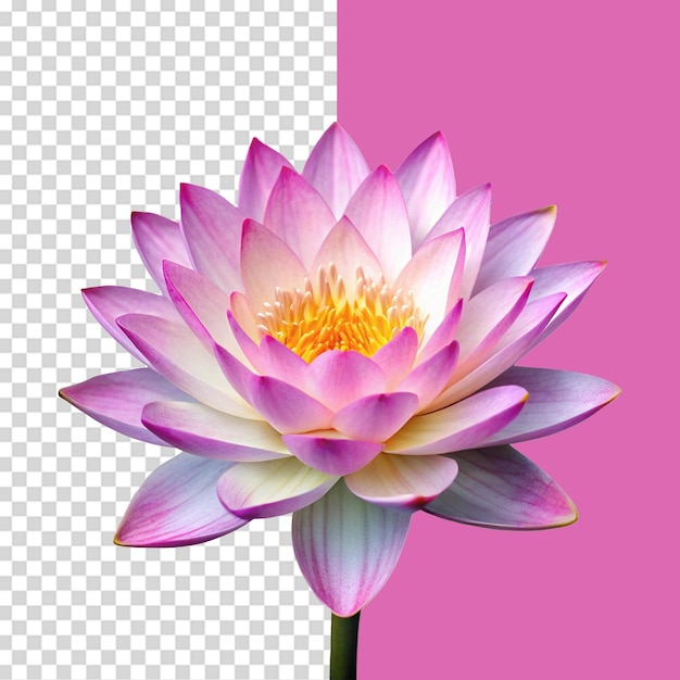 透明な背景に孤立した蓮の花