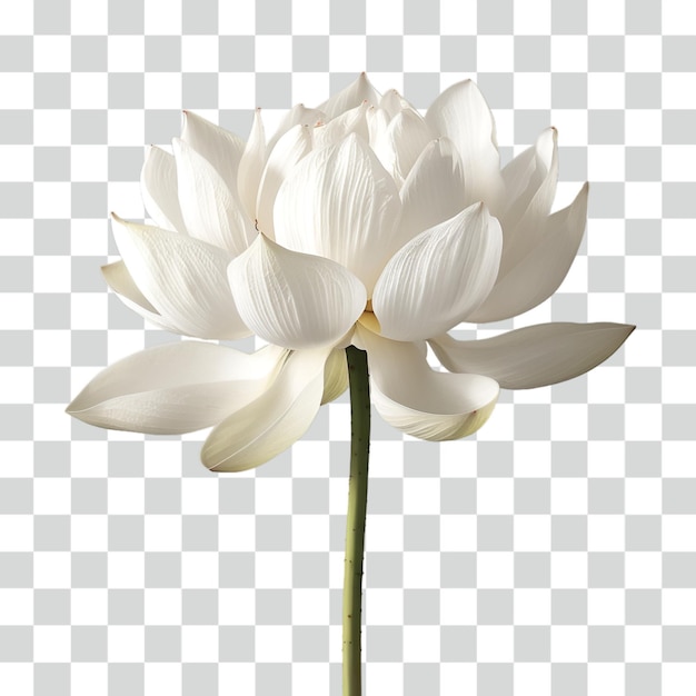 PSD lotus flowertransparent background