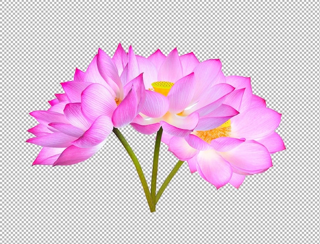 Lotusbloem geïsoleerd op alfalaag achtergrond