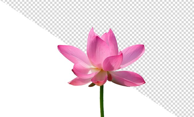 PSD lotusbloem png